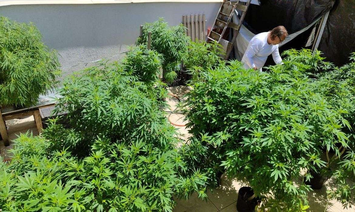 cannabis-medicinal:-conheca-historias-de-quem-luta-para-ter-o-remedio