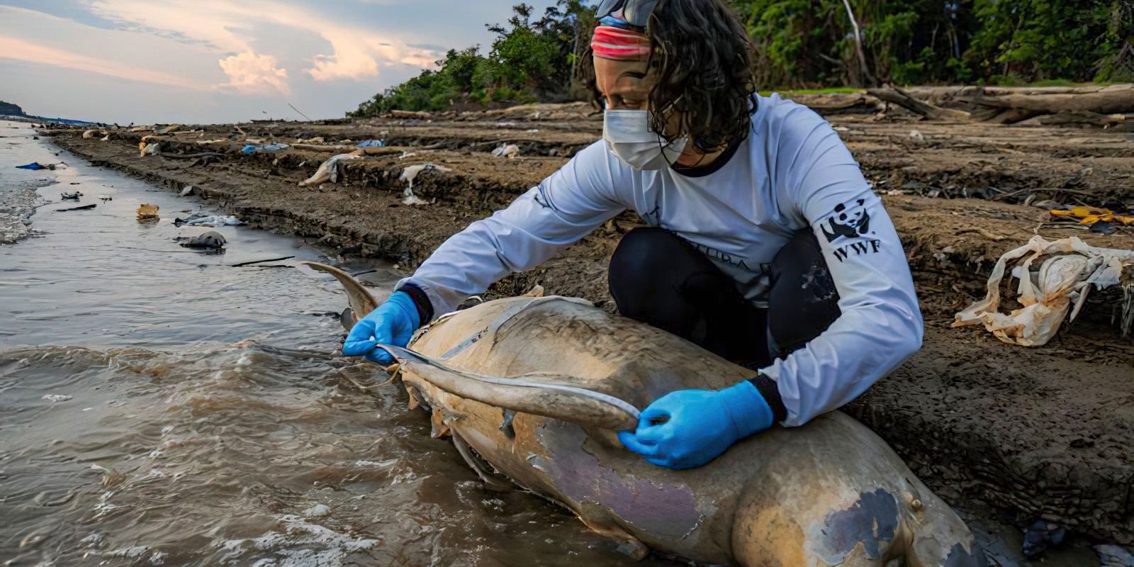 mais-duas-carcacas-de-botos-sao-encontradas-no-lago-tefe,-no-amazonas