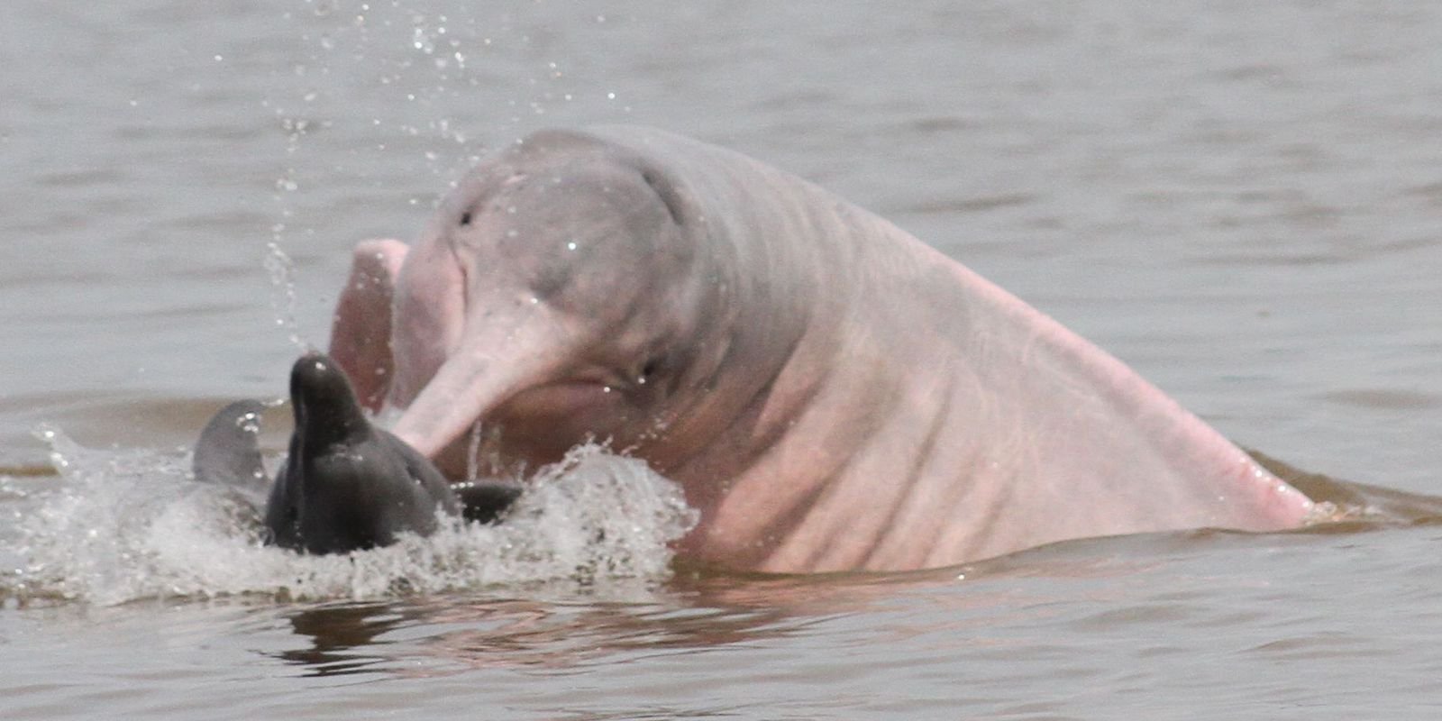 ibama-envia-veterinarios-para-atender-botos-no-amazonas