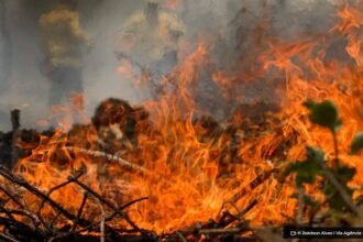 pantanal-acumula-em-12-meses-mais-de-9-mil-focos-de-incendio