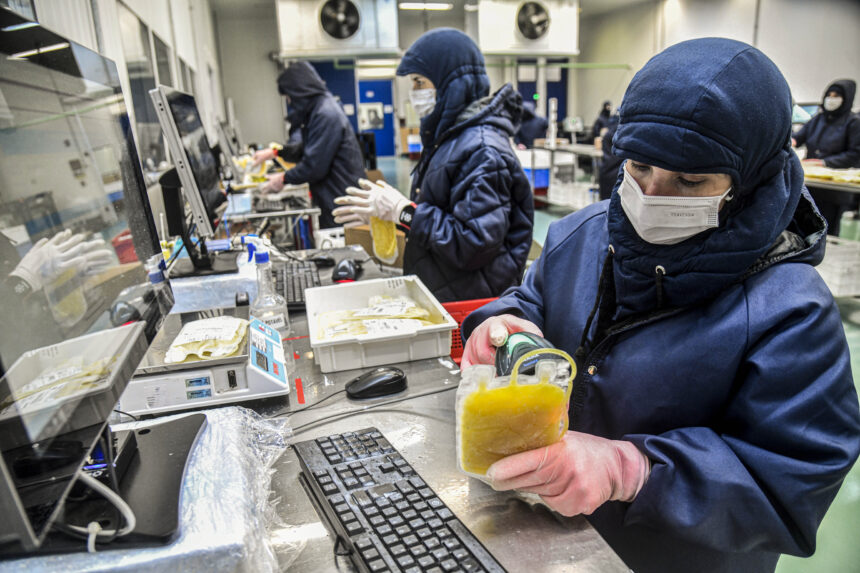 Federação Mundial alerta que 75% das pessoas com hemofilia não foram diagnosticadas