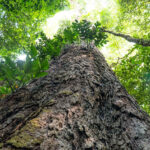 Florestas degradadas da Amazônia perdem diversidade e ficam mais suscetíveis a secas