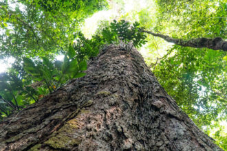 Florestas degradadas da Amazônia perdem diversidade e ficam mais suscetíveis a secas