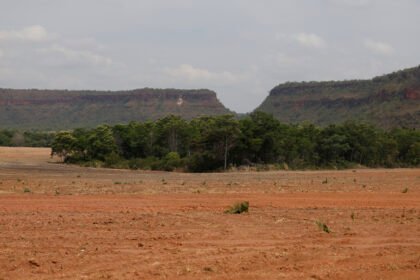 Vegetação nativa brasileira tem aumento recorde de fragmentação em 38 anos
