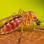 Febre do Nilo Ocidental acende alerta em São Paulo após primeiros registros em humanos