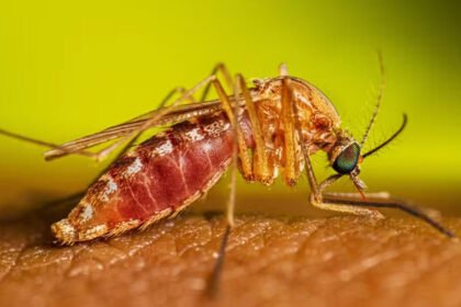 Febre do Nilo Ocidental acende alerta em São Paulo após primeiros registros em humanos