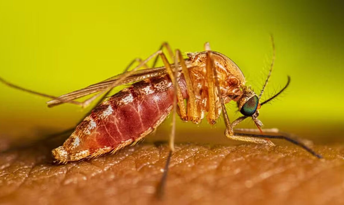 Febre do Nilo Ocidental acende alerta em São Paulo após primeiros registros em humanos