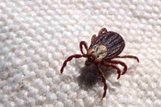 Febre maculosa provoca 18 óbitos em São Paulo durante os sete primeiros meses de 2023