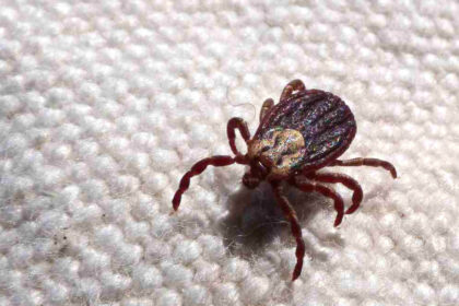 Febre maculosa provoca 18 óbitos em São Paulo durante os sete primeiros meses de 2023