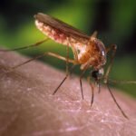 São Paulo registra primeiros casos humanos de febre do Nilo Ocidental no estado