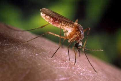 São Paulo registra primeiros casos humanos de febre do Nilo Ocidental no estado