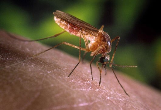 São Paulo registra primeiros casos humanos de febre do Nilo Ocidental no estado