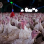 Foco de doença de Newcastle em Nova Itaberaba exige isolamento de granja em Santa Catarina
